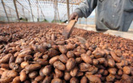 Côte d’Ivoire : Société Agricole entre dans la course pour reprendre la SAF-Cacao