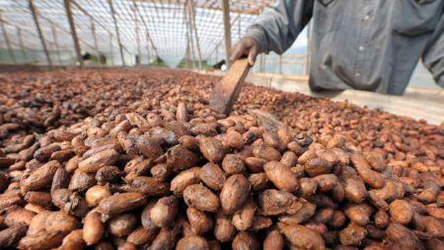 Côte d’Ivoire : Société Agricole entre dans la course pour reprendre la SAF-Cacao