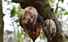 Le CCC procèdera à l’arrachage de 300 000 hectares de vergers cacaoyers infectés, d’ici 3 ans