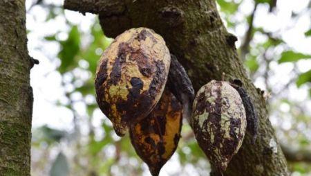 Le CCC procèdera à l’arrachage de 300 000 hectares de vergers cacaoyers infectés, d’ici 3 ans