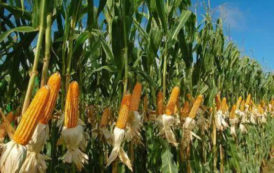 Le Nigeria pourrait devenir le premier producteur africain de maïs en 2018/2019