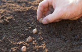 Les géants mondiaux des semences n’ont touché que 10% des petits producteurs dans le monde en 2017