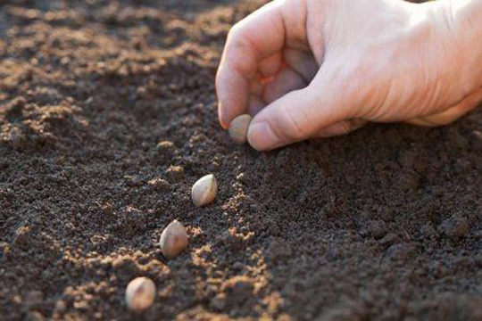 Les géants mondiaux des semences n’ont touché que 10% des petits producteurs dans le monde en 2017