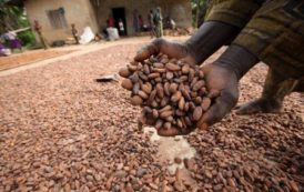 Côte d’Ivoire : le prix minimum garanti aux producteurs de cacao est fixé à 700 fcfa pour la campagne intermédiaire