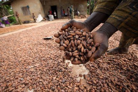 Côte d’Ivoire : le prix minimum garanti aux producteurs de cacao est fixé à 700 fcfa pour la campagne intermédiaire