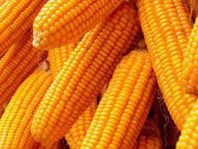 Nigeria imports $15.2 million worth of maize between April and May 2017