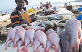 Le gouvernement gabonais et la FAO définissent un cadre de travail pour promouvoir le secteur de la pêche