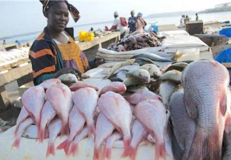 Le gouvernement gabonais et la FAO définissent un cadre de travail pour promouvoir le secteur de la pêche