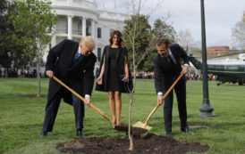 Donald J. Trump et Emmanuel Macron ont planté un chêne dans les jardins de la Maison Blanche