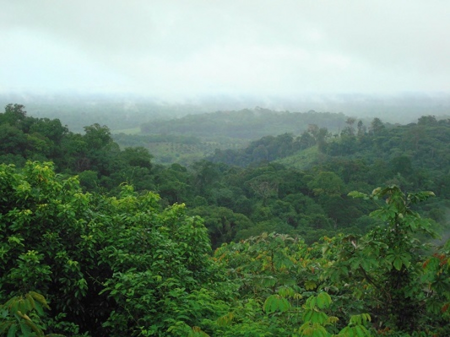 Côte d’Ivoire : Les occupants de la forêt classée du Cavally ont jusqu’à la fin de l’année pour déguerpir