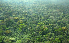 La Côte d’Ivoire renforce la protection de ses forêts