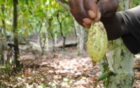 Côte d’Ivoire : des variétés améliorées pour éradiquer un virus du cacao