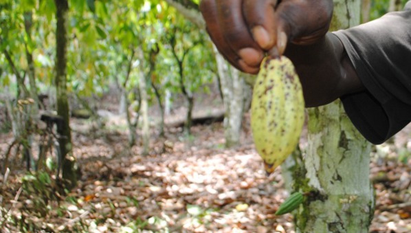 Côte d’Ivoire : des variétés améliorées pour éradiquer un virus du cacao