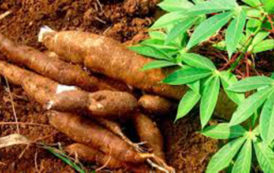 Côte d’Ivoire / Prévention de la crise du manioc : 12 pays peaufinent leur stratégie