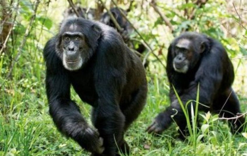 Un dangereux virus sévit dans le parc national de Taï : les chimpanzés décimés, les humains menacés