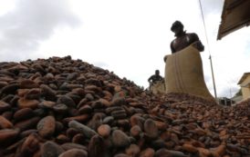 La patronne de la filière cacao limogée en Côte d’Ivoire