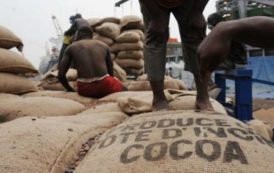 Le monde du cacao à Abidjan