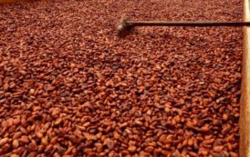 Côte d’Ivoire : Le prix bord champs du cacao rabaissé à 700 FCFA/kg pour la campagne intermédiaire