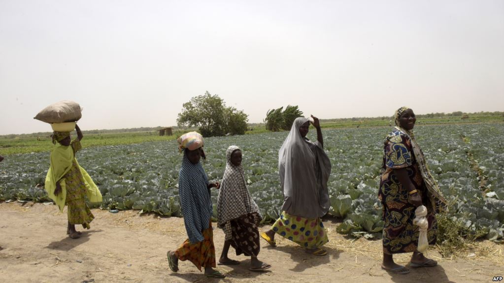 Jeunes, dynamiques, riches et ambitieux, les nouveaux “gentlemen farmers” du Nigeria