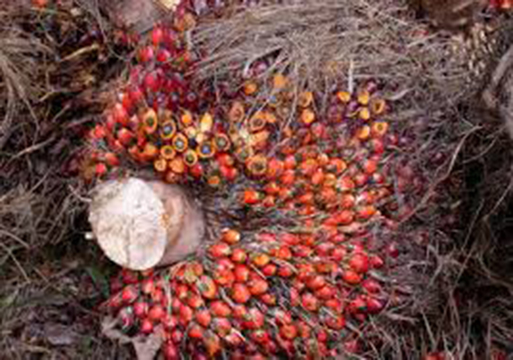 Côte d’Ivoire : Production durable de l’huile de palme: la Côte d’Ivoire évalue la mise en œuvre de son plan