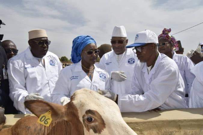 Secteur élevage au mali : lancement des travaux de l’unité laitière en décembre.