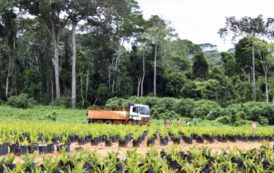 Gisèle Dutheuil : « La certification des terres en Côte d’Ivoire avance à tout petits pas »