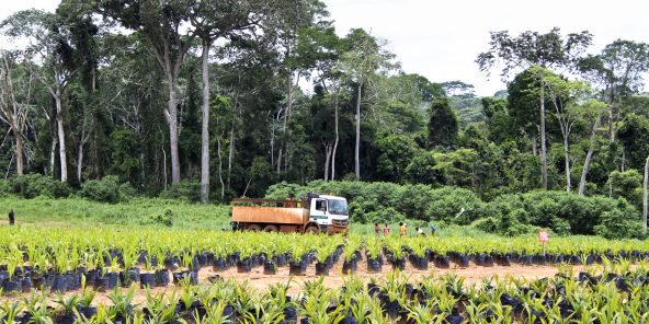 Gisèle Dutheuil : « La certification des terres en Côte d’Ivoire avance à tout petits pas »