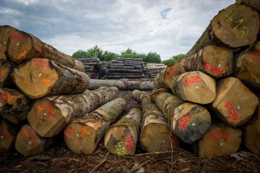 La justice annule l’autorisation d’exploitation de la plus grande centrale biomasse de France