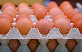 OEUFS CONTAMINÉS AU FIPRONIL : LA LISTE DES PRODUITS CONCERNÉS