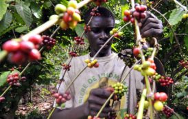 Cameroun:Bond Spectaculaire De La Transformation Locale Du Café