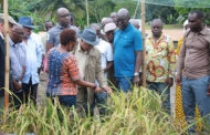 Gabon : Programme de sélection et d’amélioration variétale du riz