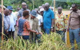 Gabon : Programme de sélection et d’amélioration variétale du riz