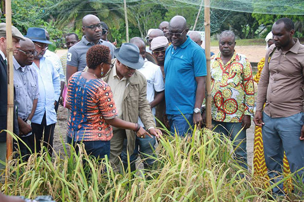Gabon : Programme de sélection et d’amélioration variétale du riz