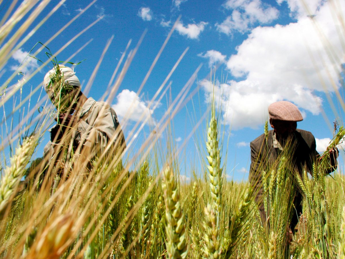 Le Gabon met en place un ‘’Guichet unique’’ pour une prise en charge des jeunes désireux d’investir dans l’agriculture