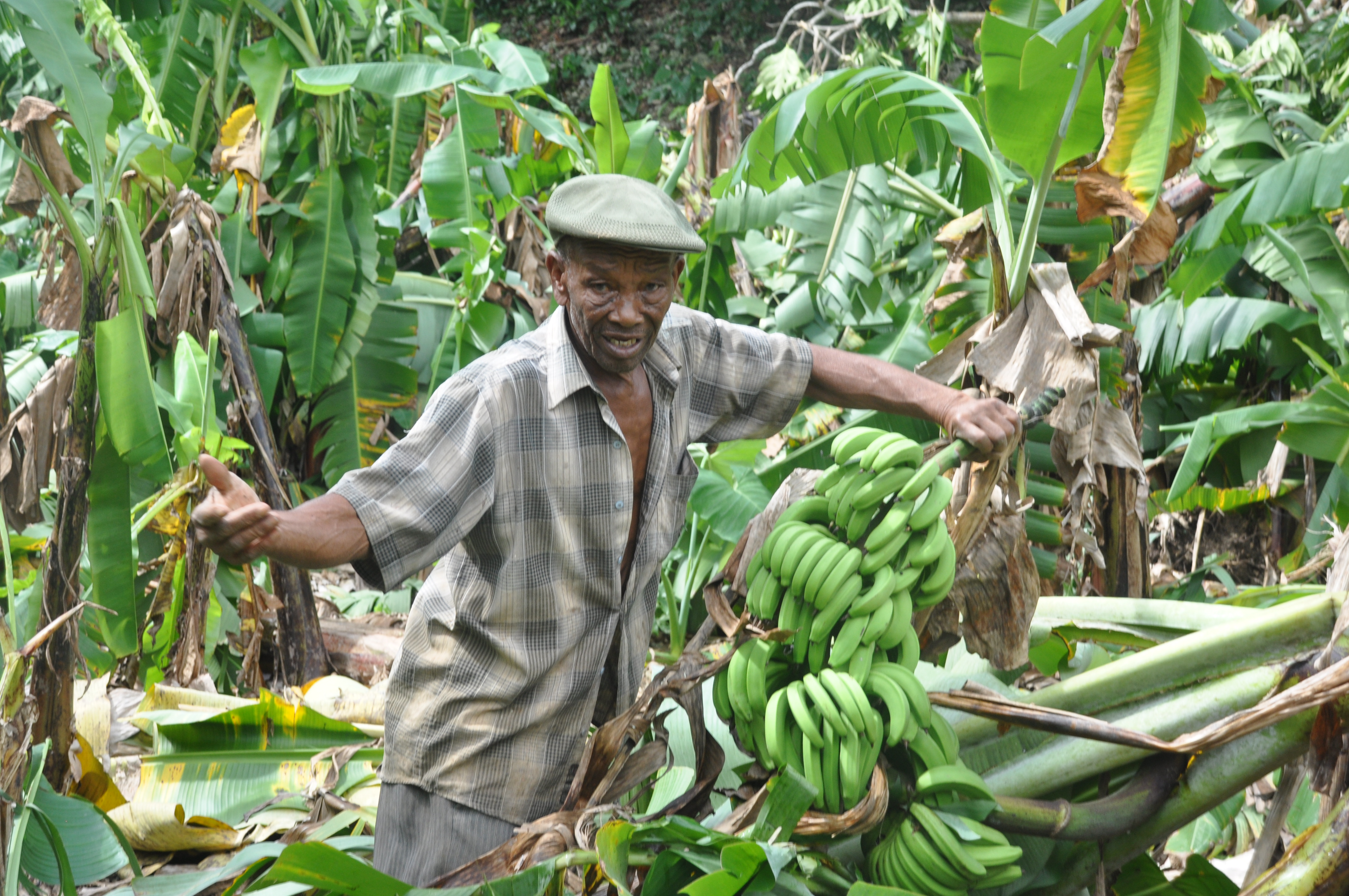 Le Gabon importe annuellement un million de bananes du Cameroun