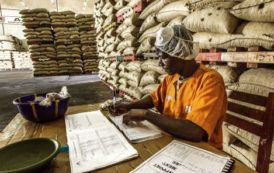 Agriculture : la filière cacao envahie par la fraude à la certification