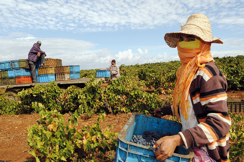 Agriculture: le Maroc dans le top 5 africain