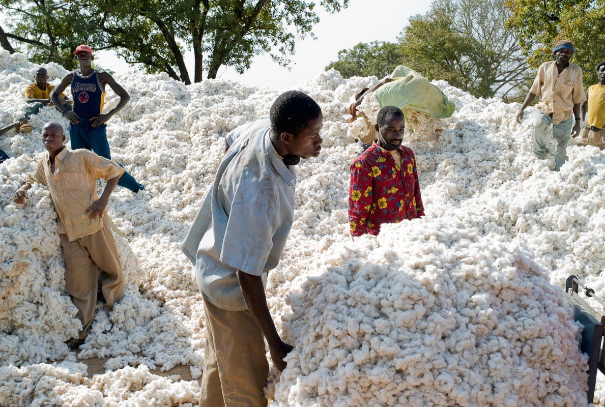 Côte d’Ivoire. Campagne coton: le prix du kilogramme fixé le 3 novembre (Ministre)