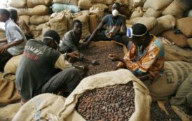 Côte d’Ivoire : Le Conseil Café-Cacao veut freiner la fuite du cacao vers le Ghana