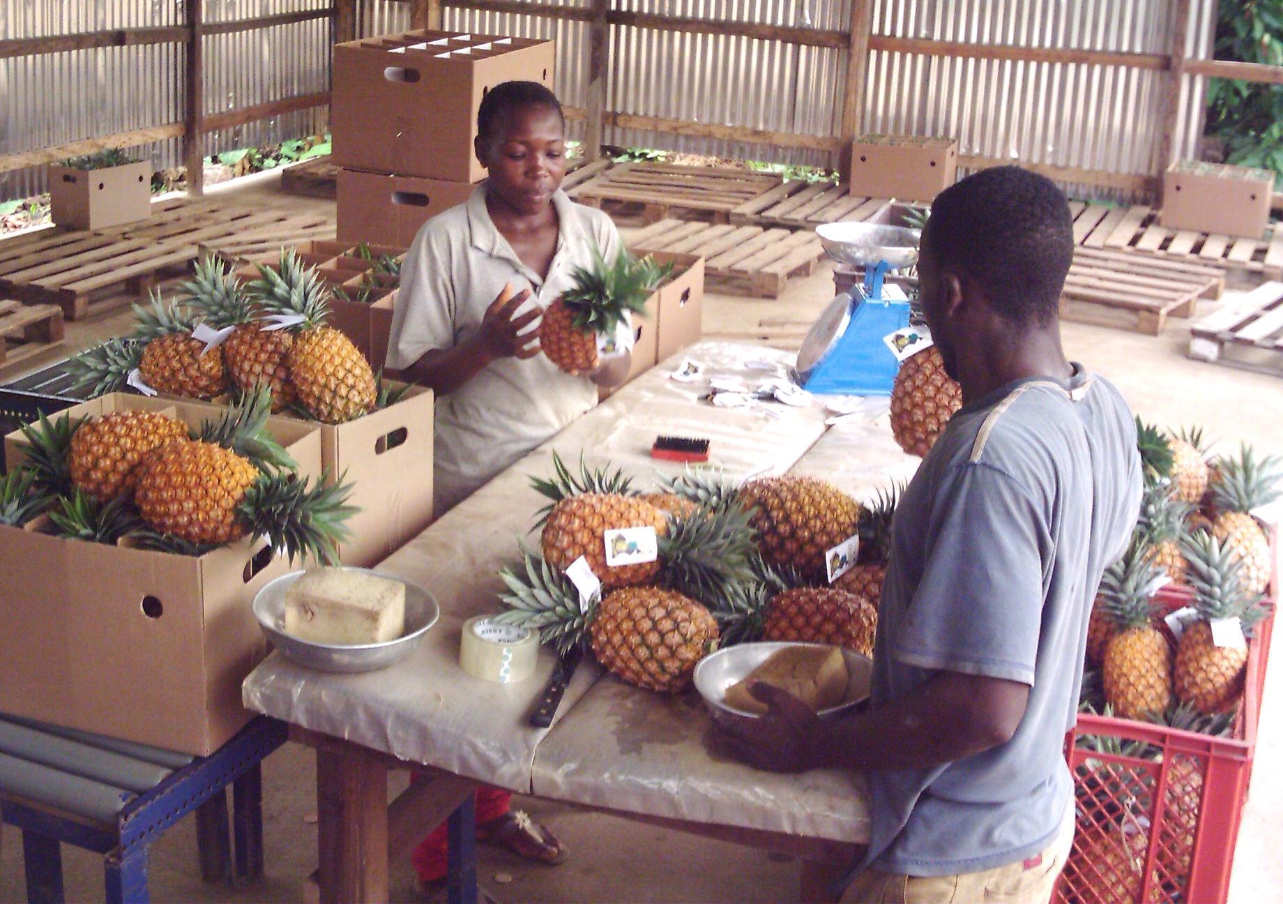 Côte d’Ivoire : Vers la réduction des pertes après récolte et l’agro-industrie