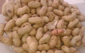 Sénégal. Campagne arachidière : une production de 250.000 tonnes attendue à Kaffrine