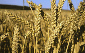Le Nigéria accueillera un projet pilote de production de 8000 tonnes de blé en 2017/2018