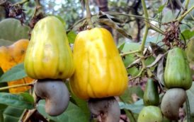 Ghana : la GEPA lance un programme de pulvérisation des plantations d’anacardiers dans le centre