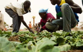 Le Cameroun suspend la création d’une banque agricole