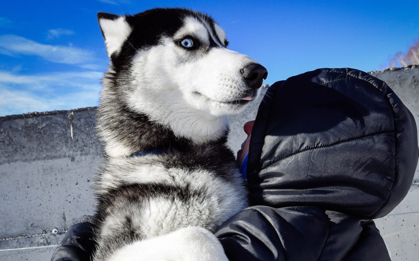 Du Kamtchatka à la Tchoukotka: la plus longue course de chiens de traîneaux du monde en images