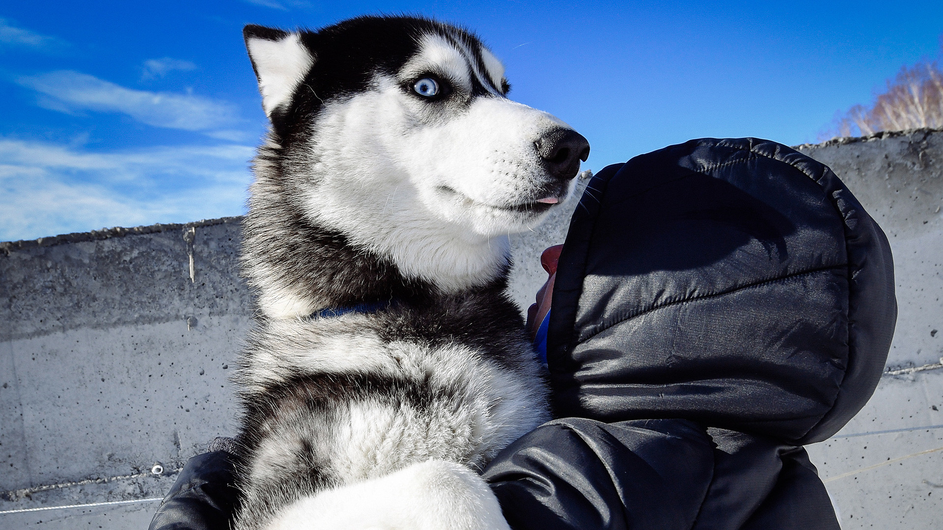 Du Kamtchatka à la Tchoukotka: la plus longue course de chiens de traîneaux du monde en images