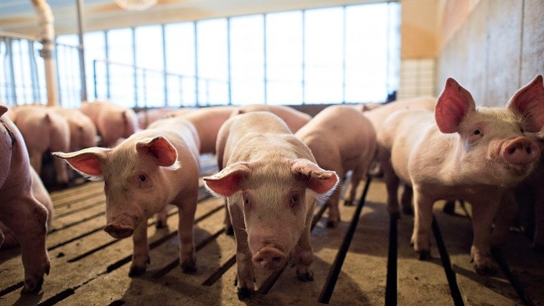 Les agriculteurs américains menacés par la guerre commerciale de Trump