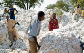 Bénin : une production record prévu de coton pour la campagne agricole 2017-2018