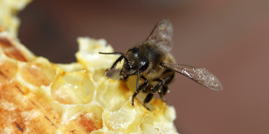 Des lycéens inventent une fleur “connectée” pour mieux connaître les abeilles