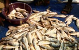 Ghana: Six mois d’embargo sur l’importation d’une espèce de poisson